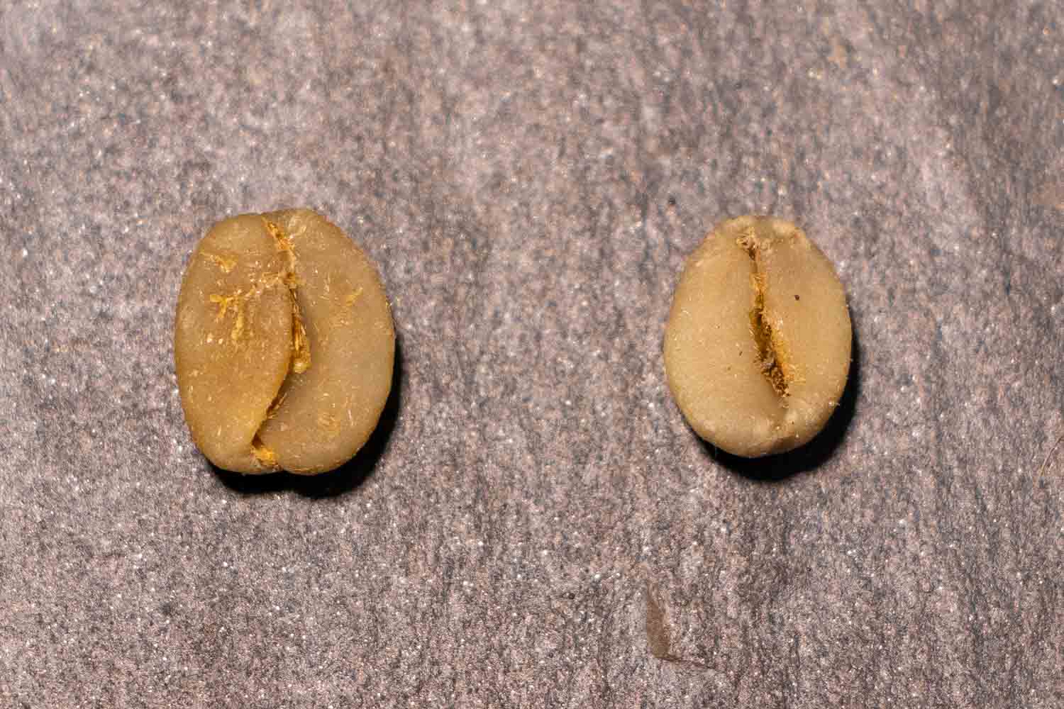 Von links nach rechts: Arabica, Robusta ;) Kaffeebohne Unterschied Arabica, Robusta