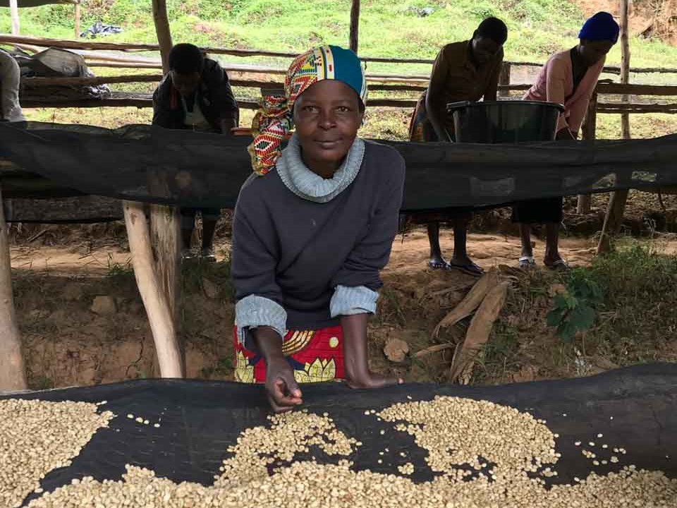 Das Drying auf der Kyumba Washing Station. Quelle: Touton Specialities Coffee Ruanda Robusta Bohnen, Drying