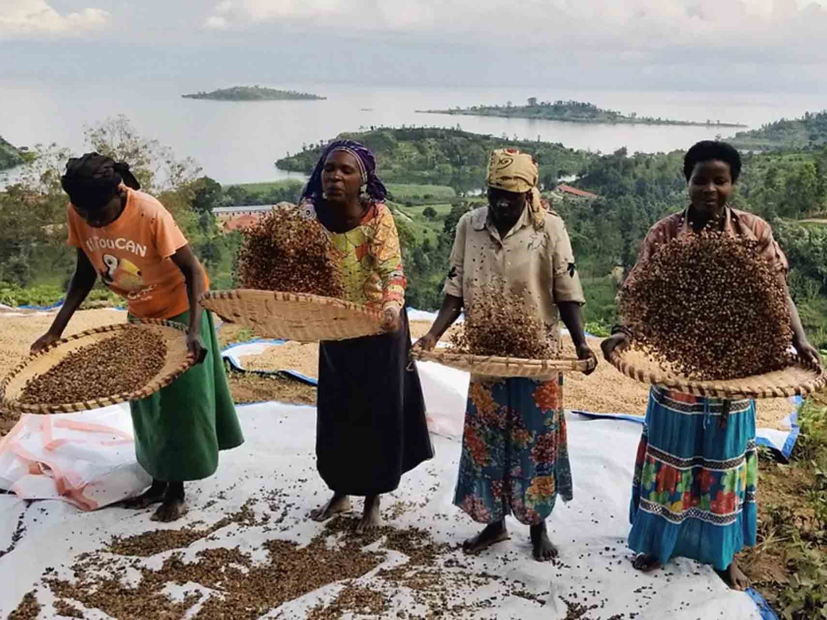 Das Drying auf einer der Stations in Ruanda. Quelle: https://en.touton-specialties-coffee.com/ruanda